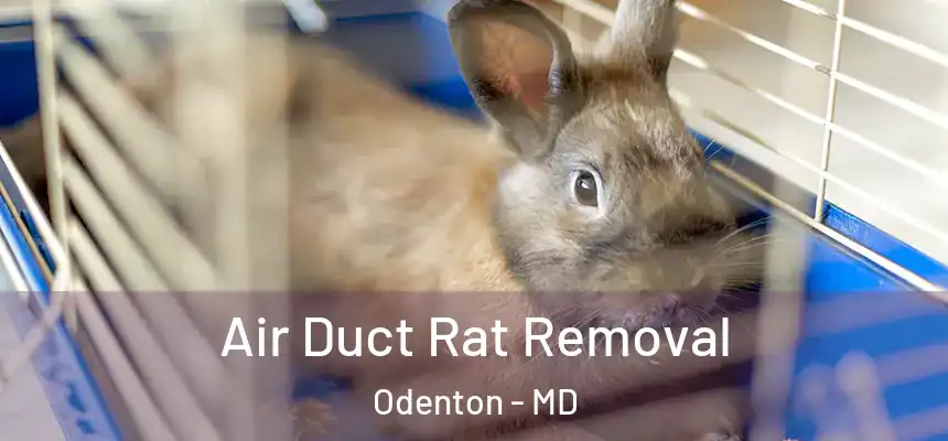 Air Duct Rat Removal Odenton - MD